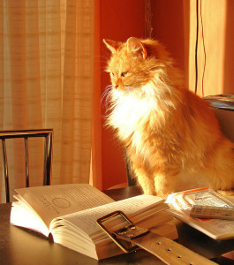 Book-Cat